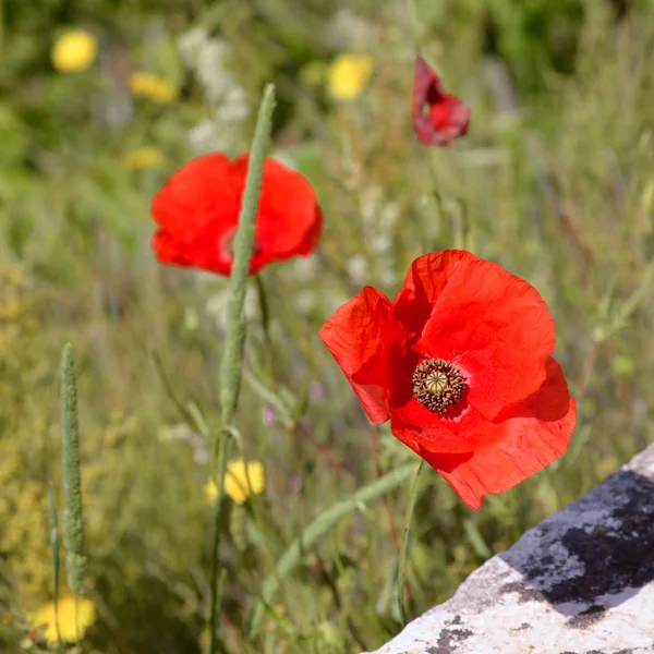 Vallmo blommar längs vägen i Val d 'Orcia Toscana — Stockfoto