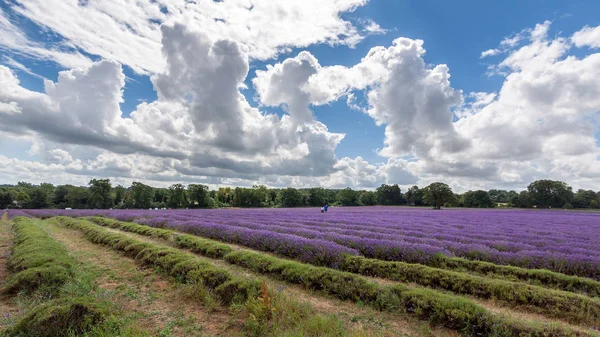 BANSTEAD, SURREY/UK - JULY 22 : Lavender Field in Full Bloom in — Stock Photo, Image