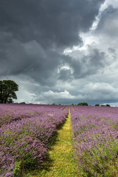 Stormy sky over a Lavender field in Banstead Surrey — Stock Photo, Image