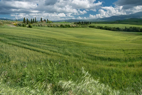 Mezőgazdasági terület Val d 'Orcia Toszkánában — Stock Fotó