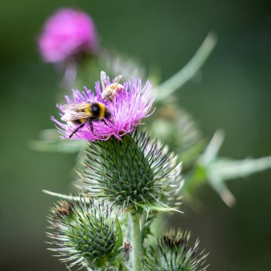 Buff kuyruklu Bumblebee (bombus terrestris) polen toplama 