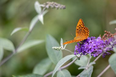Gümüş yıkanmış Fritiller (Argynnis paphia) bir Buda ile beslenirler.
