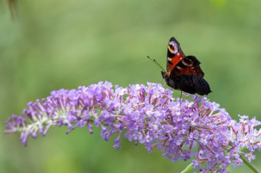 Avrupa tavuskuşu kelebek (inachis g/ç) üzerinde buddleia Serverdaki besleme