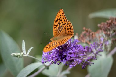 Gümüş yıkanmış Fritiller (Argynnis paphia) bir Buda ile beslenirler.