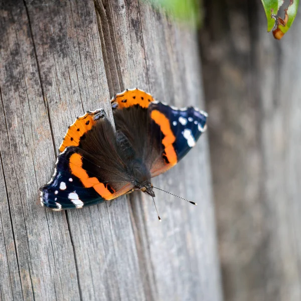 Roter Admiral (Vanessa atalanta) ruht auf einem Holzpfosten — Stockfoto