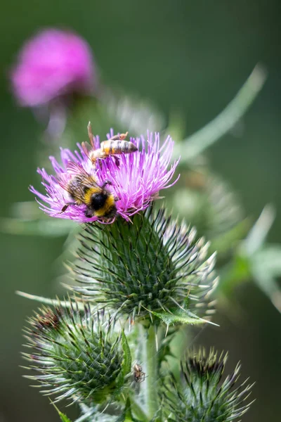 Abelha-de-cauda-lustre (Bombus terrestris) que recolhe pólen de — Fotografia de Stock