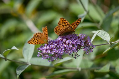 Gümüş yıkanmış Fritiller (Argynnis paphia) bir Buda ile beslenirler.