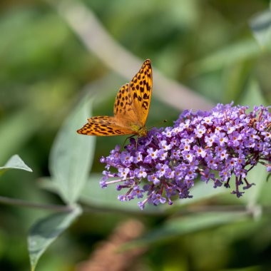 Gümüş yıkanmış Fritiller (Argynnis paphia) bir Buda ile beslenirler.