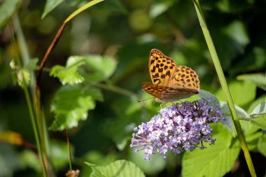 Gümüş yıkanmış Fritiller (Argynnis paphia) bir Buda ile beslenirler.