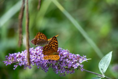 Gümüş yıkanmış Fritiller (Argynnis paphia) bir Buda ile beslenirler.
