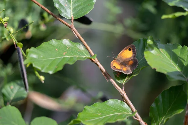 El guardián o seto marrón (Pyronia tithonus) mariposa resti — Foto de Stock
