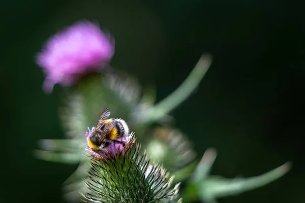 Buff kuyruklu Bumblebee (bombus terrestris) polen toplama — Stok fotoğraf