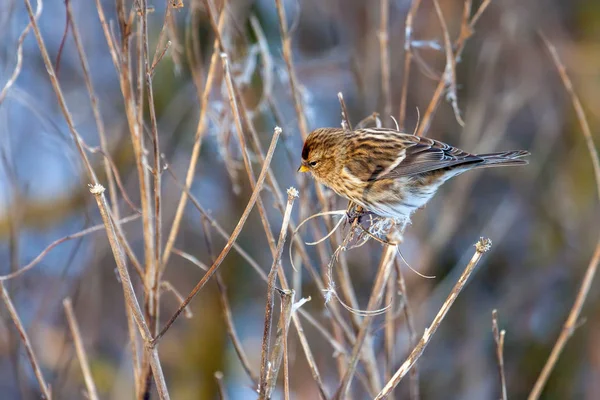 Κοινή κοκκινοσκουφής (carduelis flammea) τρέφονται με σπόρους φυτών — Φωτογραφία Αρχείου