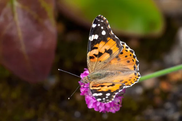 Close-up of a Painted Lady (Vanessa cardui) butterfly — Stock Photo, Image