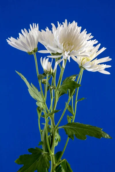 Display of a Small Group of Chrysanthemums — Stock Photo, Image