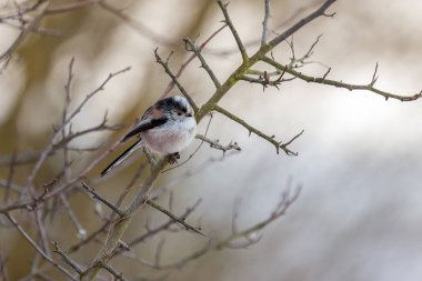 Long Tailed Tit puffed up on a cold winter's day