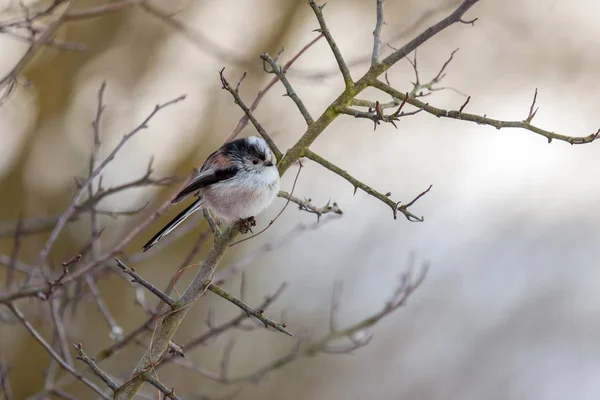 Long Tailed Tit puffed up on a cold winter's day — Zdjęcie stockowe