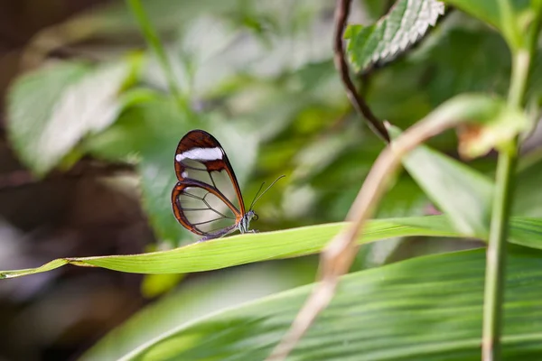 Mariposa alada de cristal (Greta oto ) —  Fotos de Stock