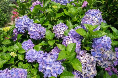 Sussex bahçesinde yaygın Ortanca (H macrophylla)