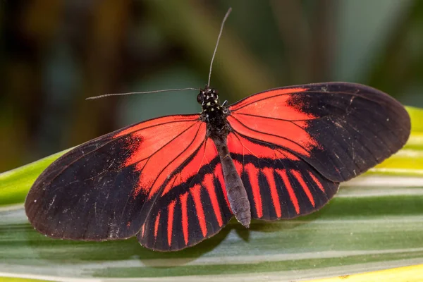 Postman Butterfly (Heliconius melpomene resting — Stock Photo, Image