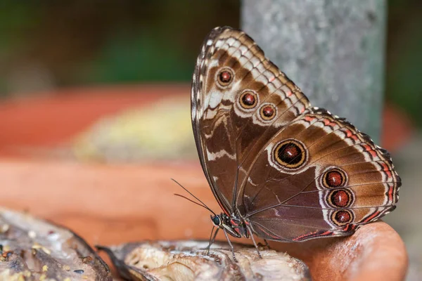 Blauer Morpho-Schmetterling (morpho peleides) ernährt sich von verrottenden Früchten — Stockfoto