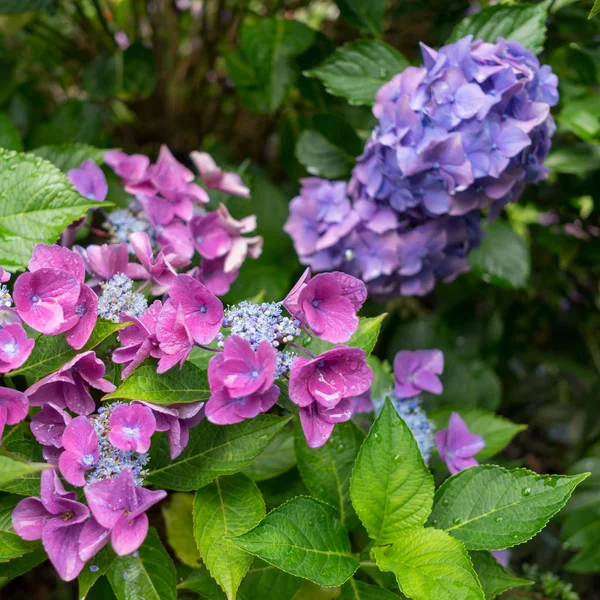 Flor de hortensias en un jardín de Sussex —  Fotos de Stock