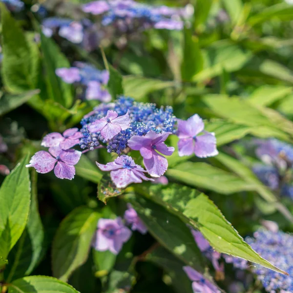 Lacecap azul Hortênsia apenas começando a florescer — Fotografia de Stock