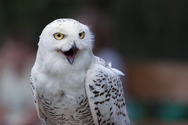 Sněžná sova (Bubo scandiacus) — Stock fotografie