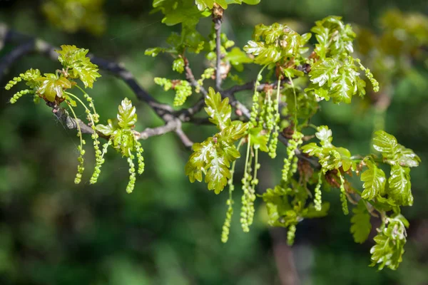 Catkins verde (fiori maschili) su una quercia sessile nell'Essex — Foto Stock