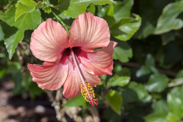 Hibiscus Flower flowering in Tenerife — Stock Photo, Image