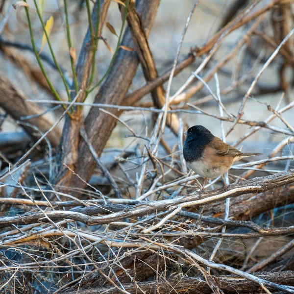 Junco de olhos escuros (Junco hyemalis ) — Fotografia de Stock