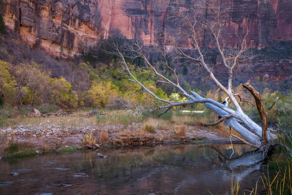 Arbre mort dans la rivière Vierge — Photo