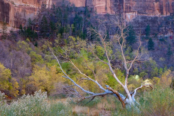 Albero Morto nel Parco Nazionale di Zion — Foto Stock