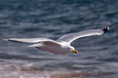 İskoçya'daki Chanonry Point'te ortak martı (Larus canus)