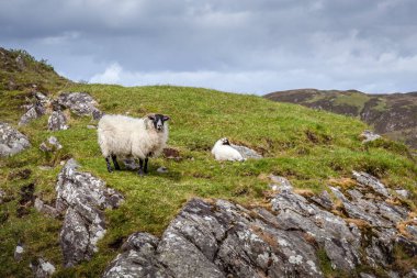 Loch Morar yakınlarındaki bir yamaçta İskoç Blackface ewe ve kuzu