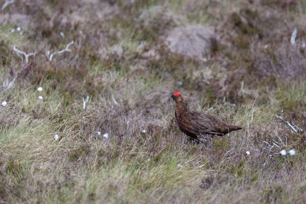 Kırmızı Orman Tavuğu (Lagopus lagopus) Lochindorb'daki bozkırda — Stok fotoğraf