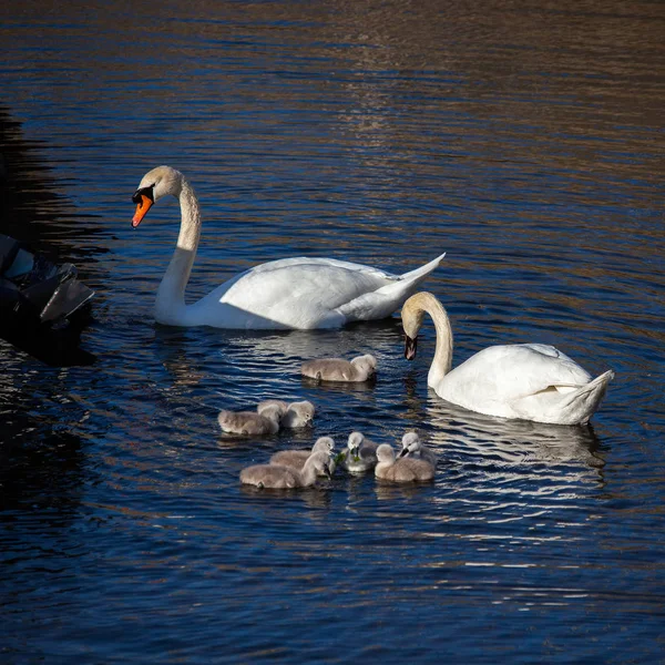 Höckerschwäne (Cygnus olor) mit Cygnets — Stockfoto