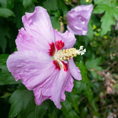 Pembe Hibiscus Doğu Grone 'da çiçek açıyor.