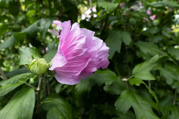 Rosa Hibisco floração em East Grinstead — Fotografia de Stock