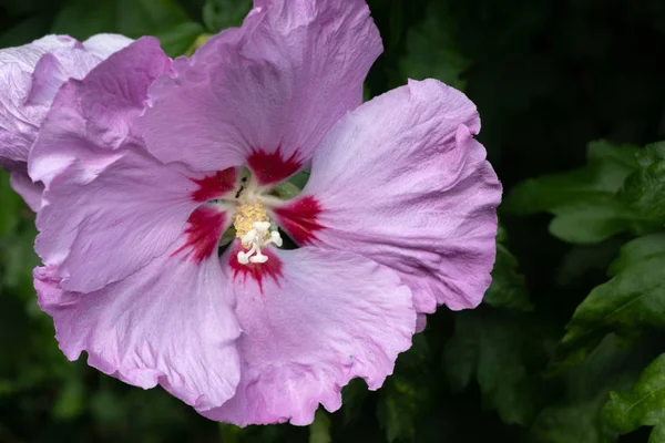 Roze Hibiscus bloei in Oost-Grinstead — Stockfoto