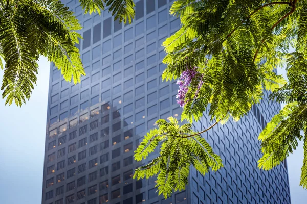 Jacaranda (Jacaranda mimosifolia) in front of an office block in