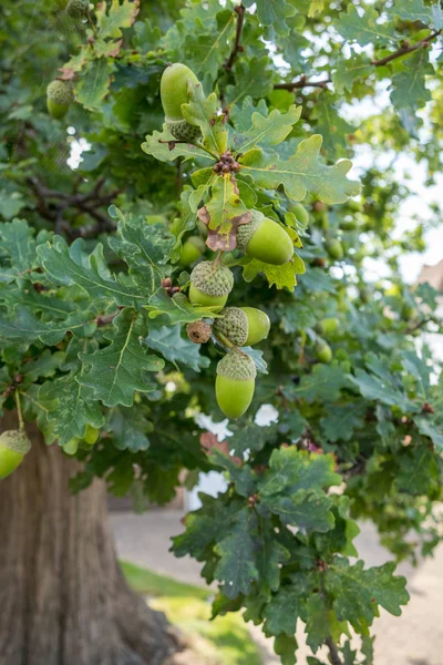 Ghiande che crescono su un albero di quercia a East Grinstead — Foto Stock