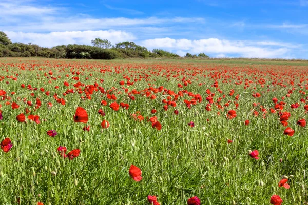 Campo de vento soprado Poppies em Sussex — Fotografia de Stock