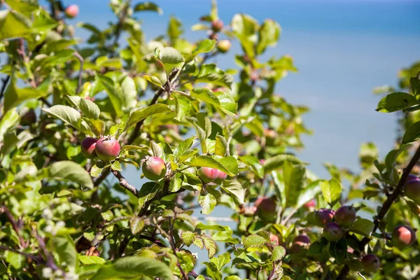 Apple tree growing wild on the cliffs above Eastbourne — Stock Photo, Image