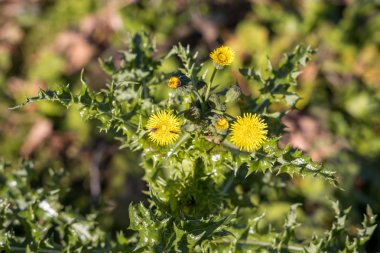 Sonbahar Hawkbit (Leontodon Autumnalis) Druidston çiçekli