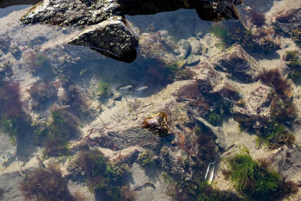 Shoal av små fiskar i en klippa pool i Broad haven Pembrokeshire — Stockfoto