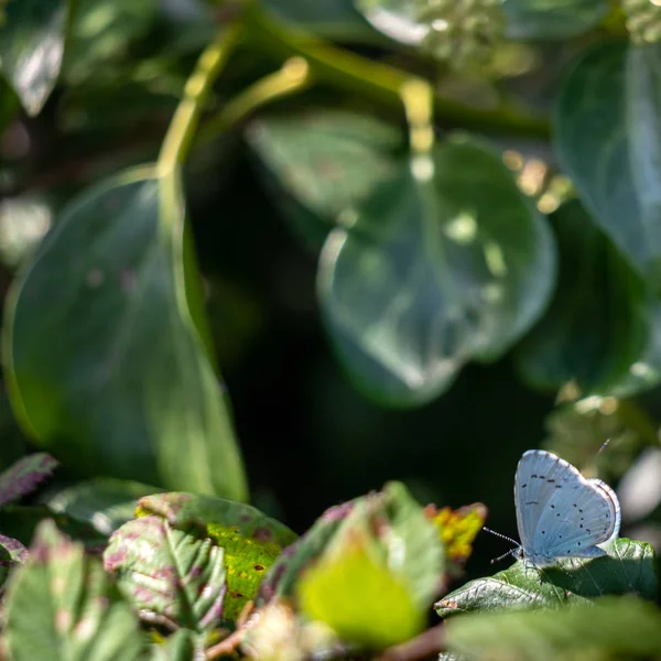 Holly Blue (Celastrina argiolus) покоится на растении возле Литтла — стоковое фото