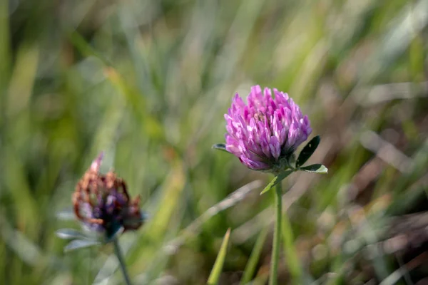 Trevo Vermelho (Trifolium Pratense) floração ao longo da estrada nea — Fotografia de Stock