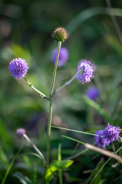 Devils Bit Scabious (Succisa pratensis) Little Have çiçekli — Stok fotoğraf