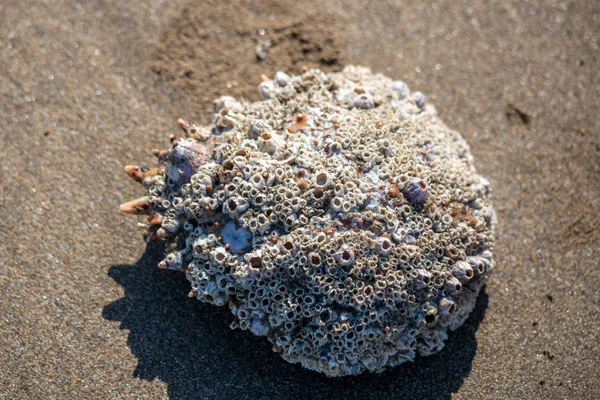 Spider Crab shell on the sand at Broad Haven — Stock Photo, Image